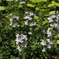 Shirazi thyme